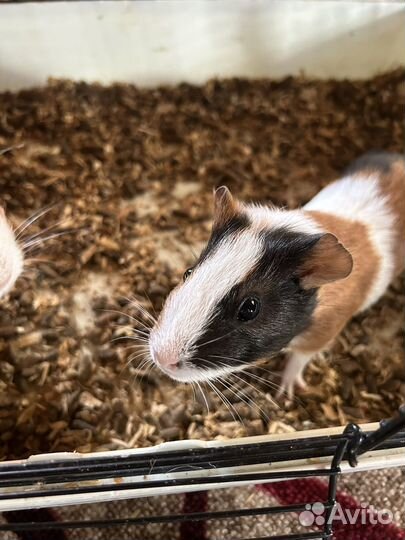 Морская свинка мальчик