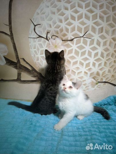 Отдам котят в хорошие руки