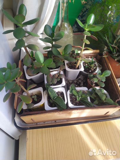 Опунция, кактус, толстянка,гастерия