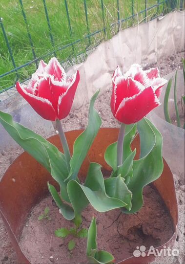 Тюльпаны луковицы