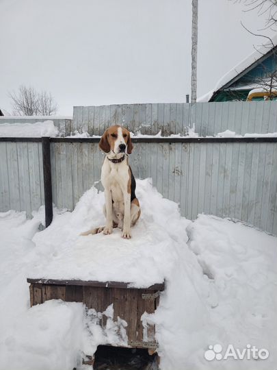 Вязка. Русская пегая гончая