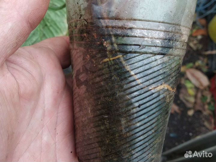 Филодендрон мамей (Philodendron Mamei)