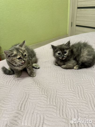 Маленькие котята