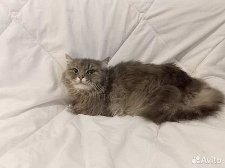 Отдам в добрые руки