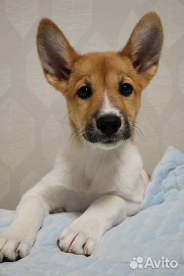 Щенок в дом