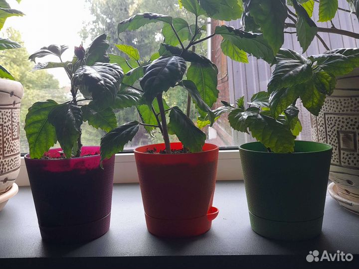 Гибискус китайская роза