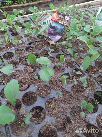 Рассада капусты