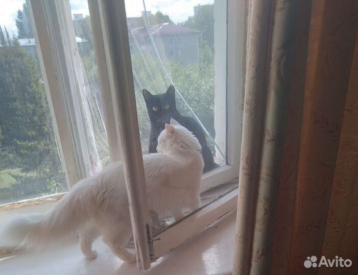 Выгул. Передержка