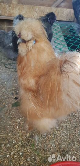 Инкубационное яйцо китайская шелковая курица