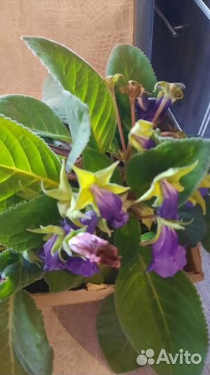 Глоксиния махровая