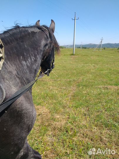 Карачаевский жеребец