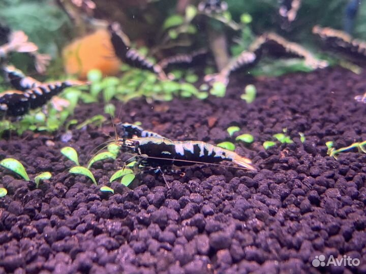 Креветки Fishbone black(Caridina)