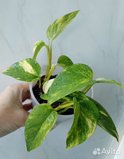 Сциндапсусы