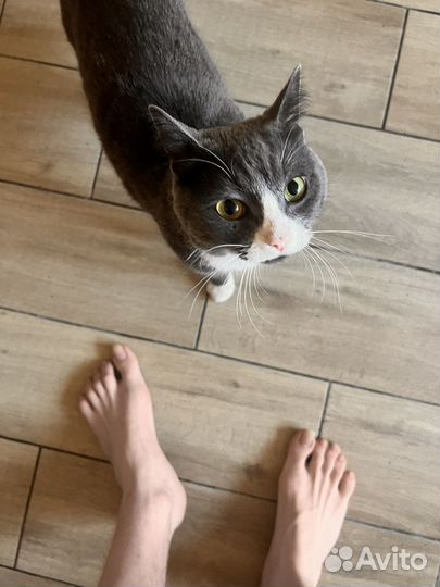 Кошка в добрые руки даром