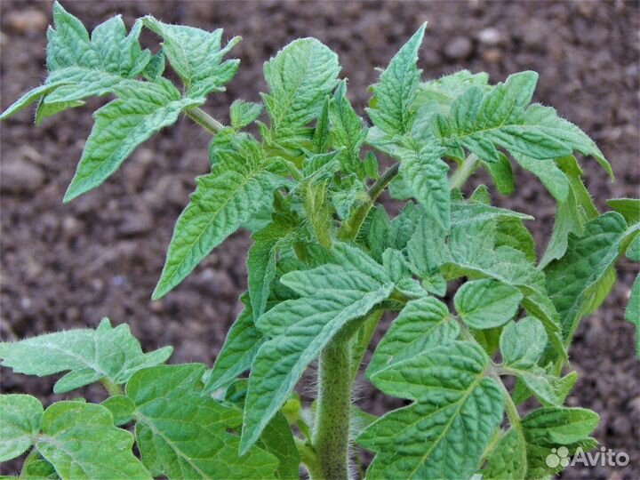 Рассада помидоров