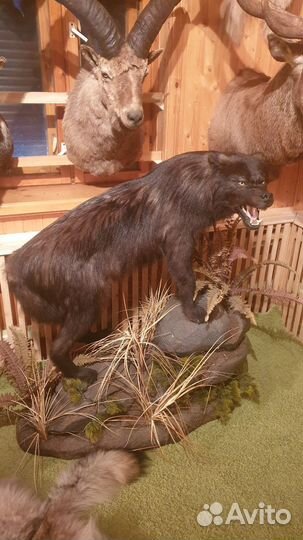 Коллекция чучел животных