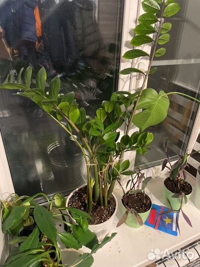 Замиокулькас