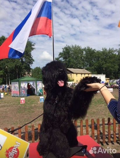 Русский черный терьер. щенки
