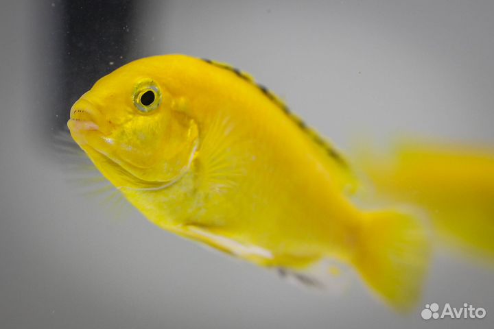 Еллоу и Голубая зебра