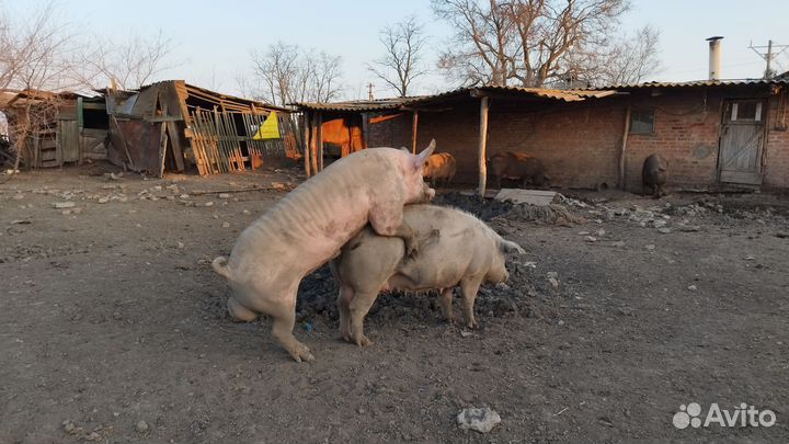 Хряк на случку Терминал