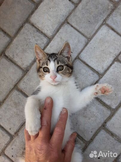 Отдам бесплатно котов
