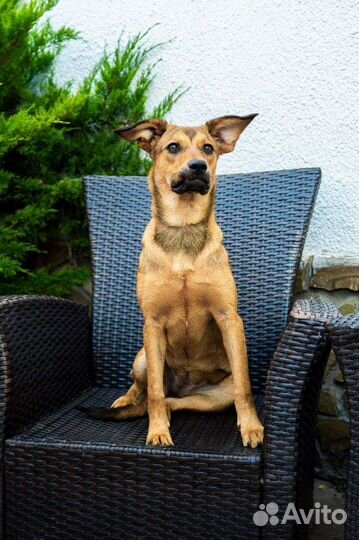 Джесси мечтает о доме