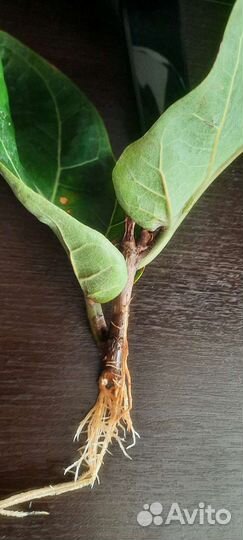 Фикус лирата бамбино