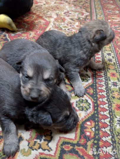Щенки овчарки вео+сао