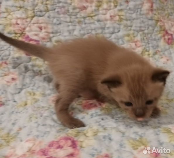 Бурма тайская малыши