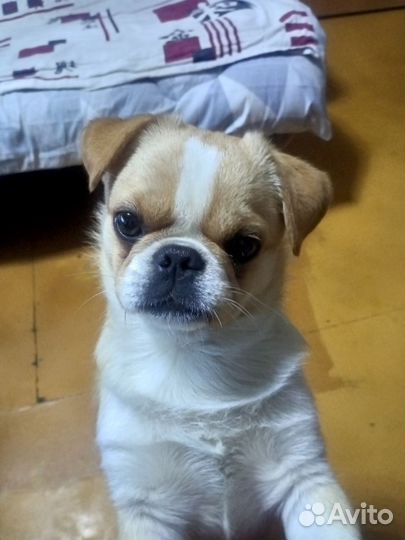 Ищем девочку для вязки бесплатно