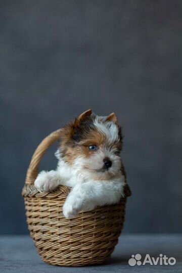 Вязка бивер