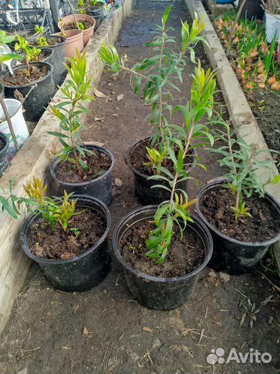 Калистемон