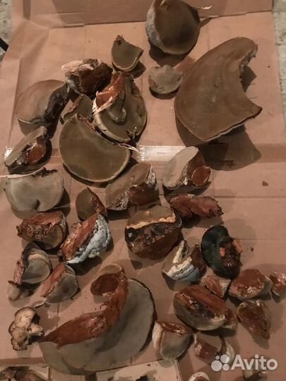 Гриб Трутовик