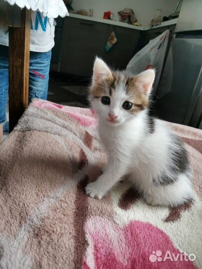 Кот 1,5 месяца в добрые руки