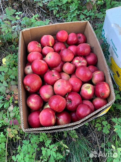 Яблоки Рутульские