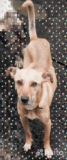 В добрые руки