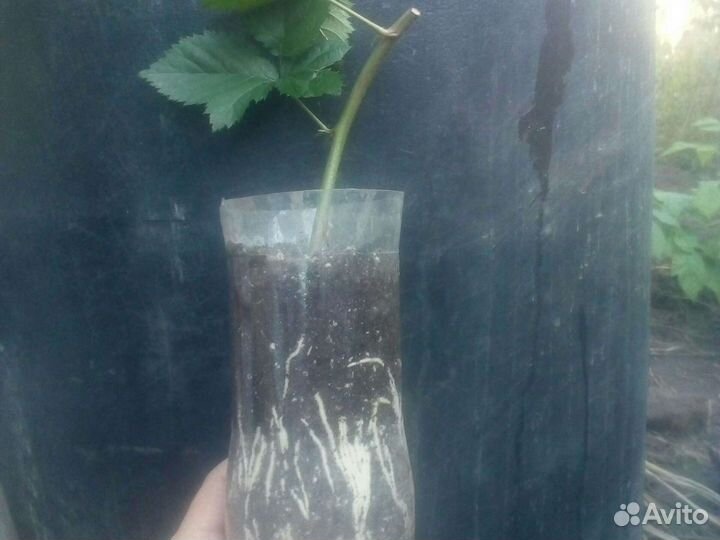 Ежевика безшипная Тройная корона и Найчез