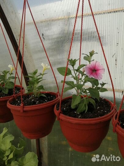 Цветы петунья