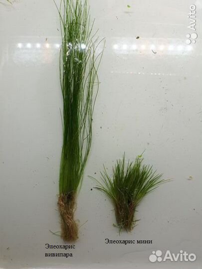 Аквариумные растения