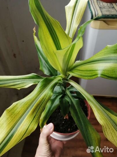Драцена Фрагранс Голд или yellow coast