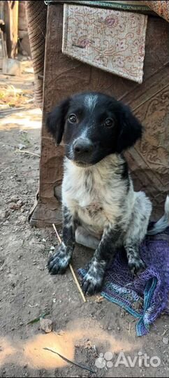 Курцхаар, мальчик