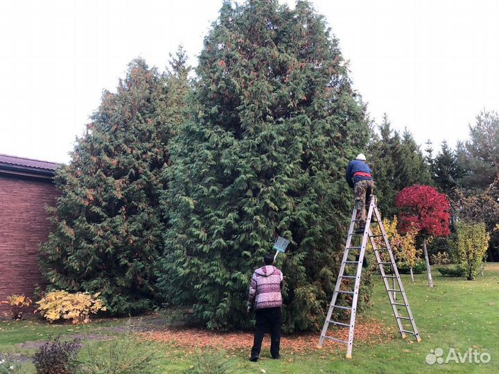Туя западная Брабант, крупномер