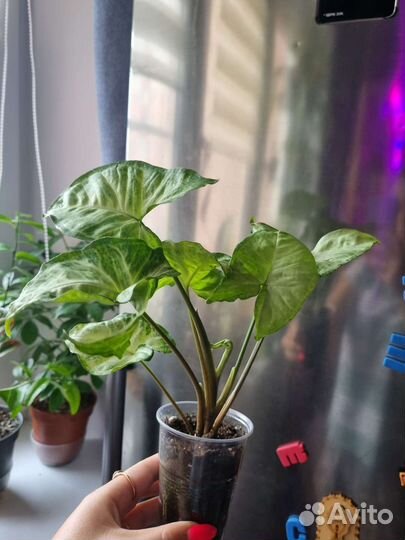 Сингониум белая бабочка