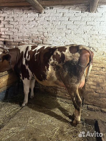 Телки стельные