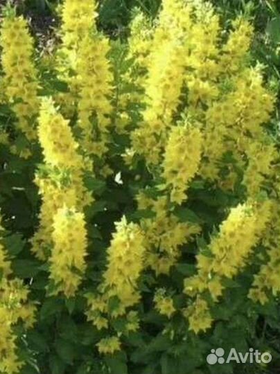 Садовые многолетники