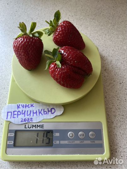 Саженцы Клубники в стаканах