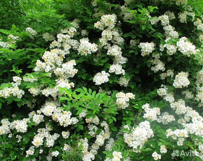 Шиповник для штамба