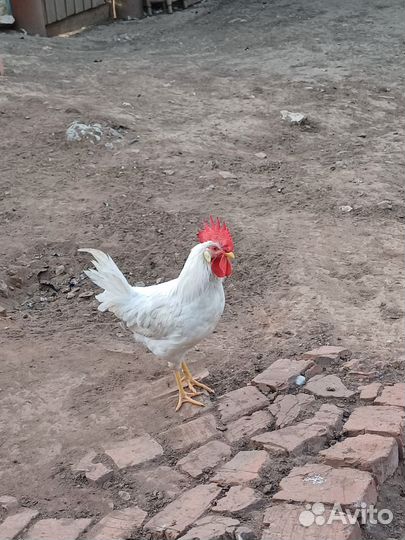 Молодые петухи