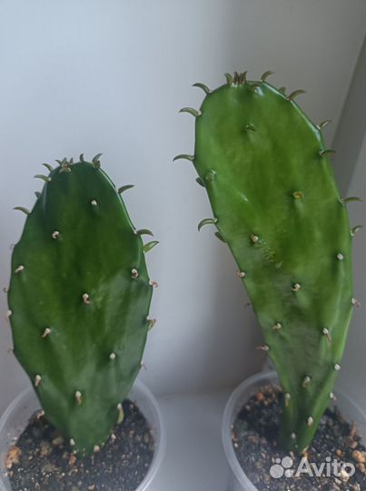 Опунция из Крыма кактус