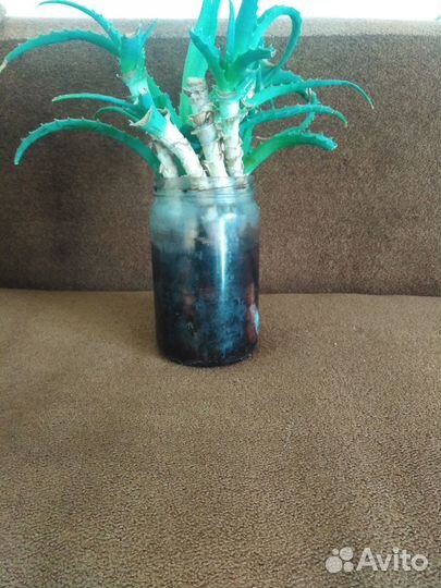 Отростки алоэ